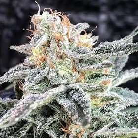 Sunset Zerealz > Elev8 Seeds